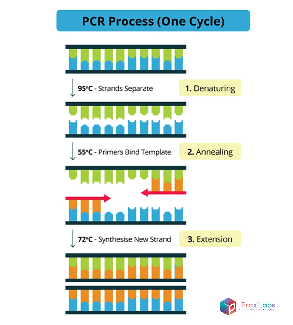 Mechanism of PCR cycle